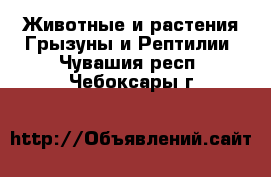 Животные и растения Грызуны и Рептилии. Чувашия респ.,Чебоксары г.